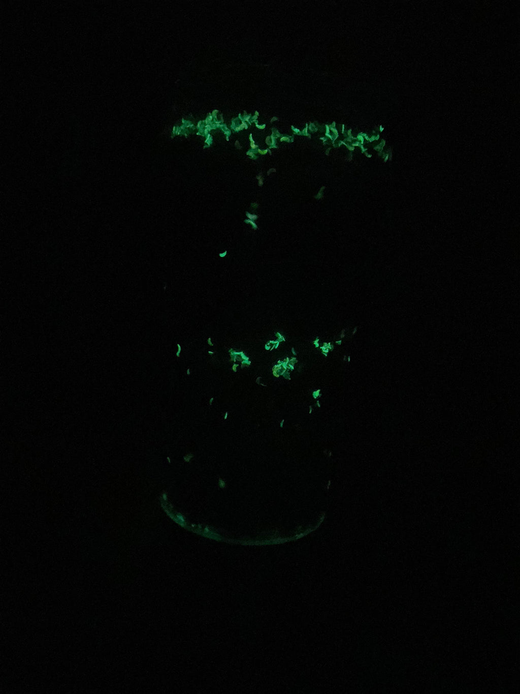 18oz Purple/Black Mica W/Glow Moons