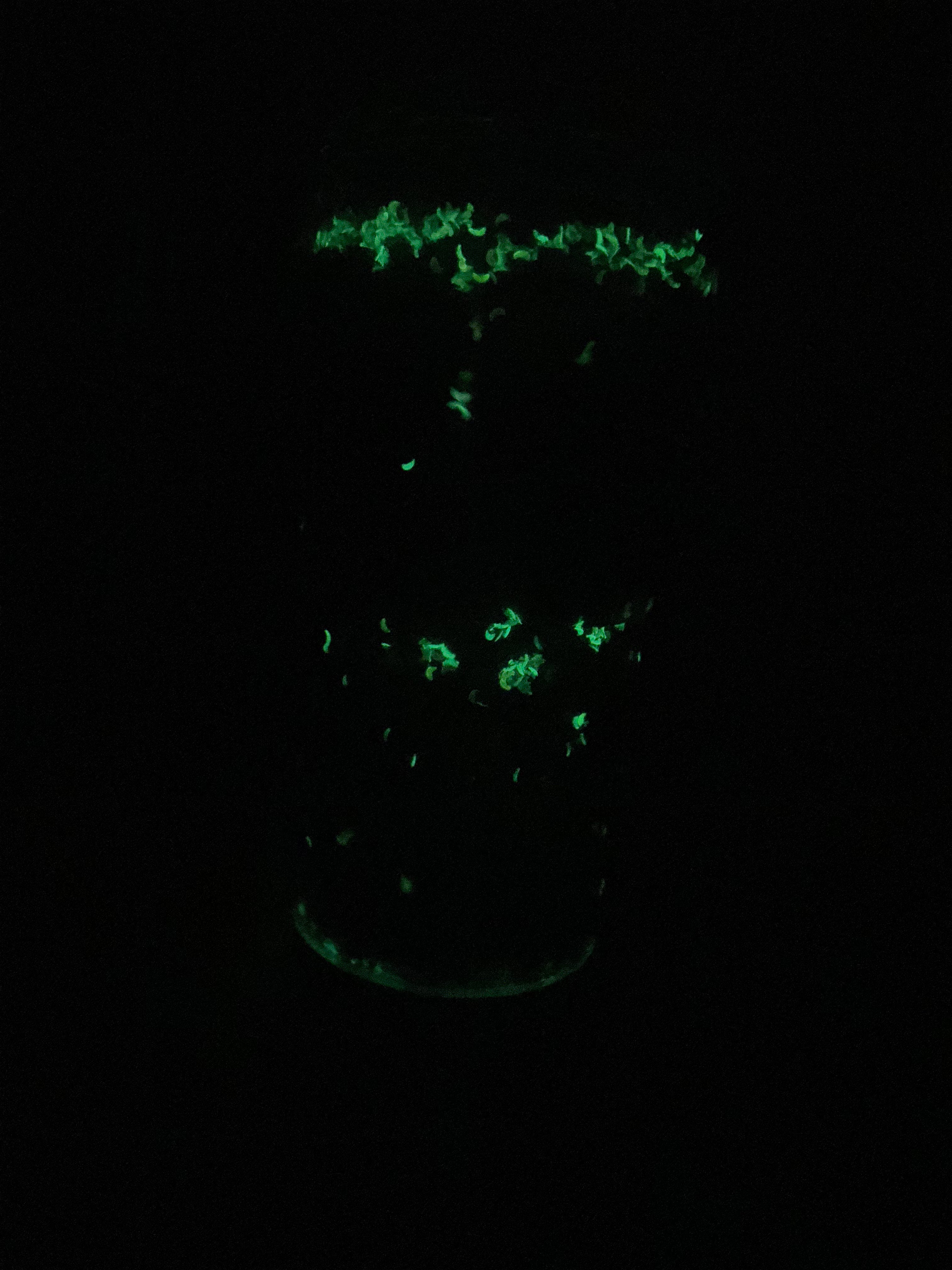 18oz Purple/Black Mica W/Glow Moons